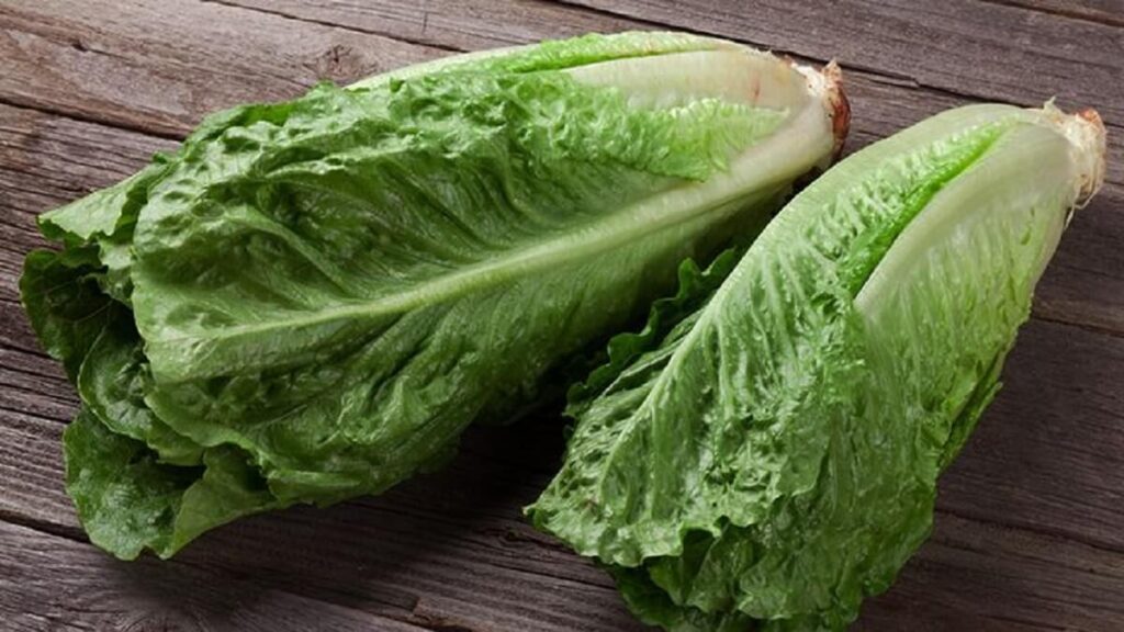 Chicória recém colhida