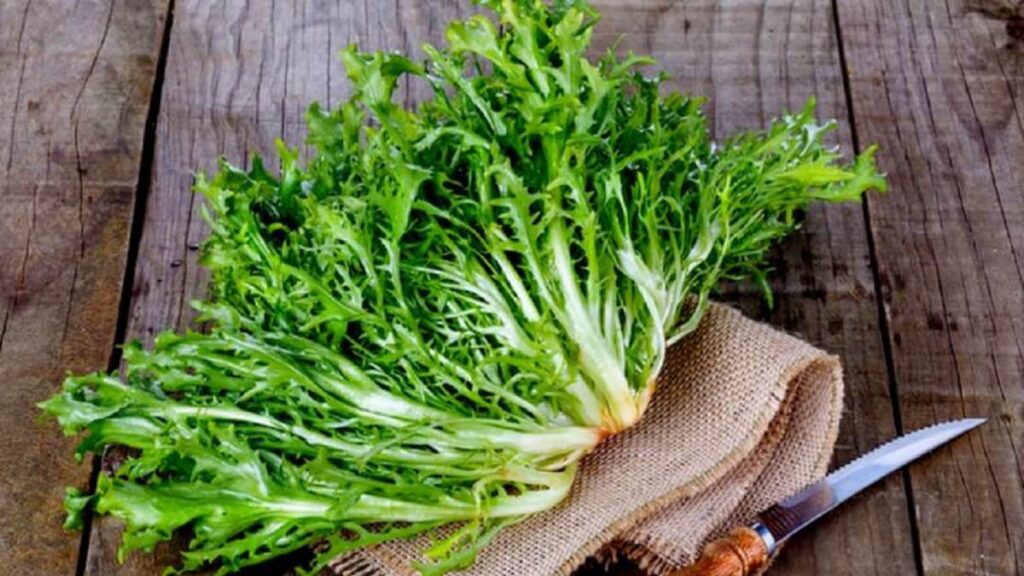 Chicória para fazer xarope