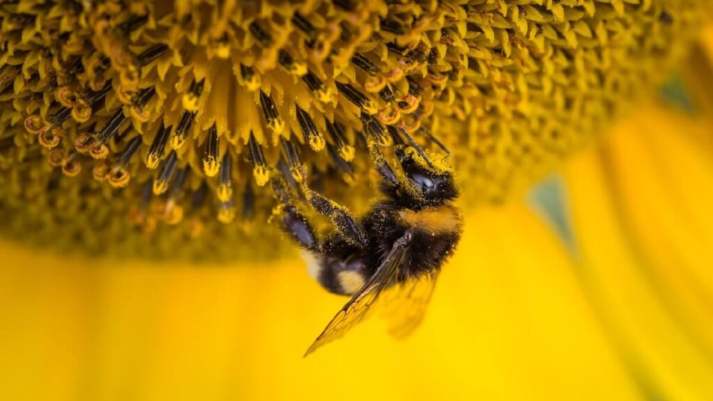 Abelha extraindo néctar das flores