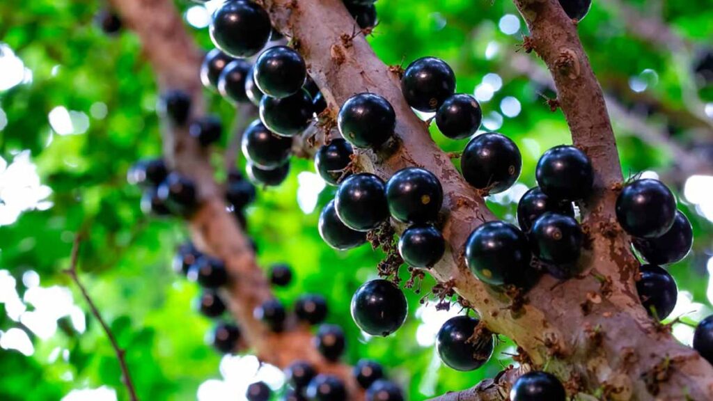Pé de jabuticaba