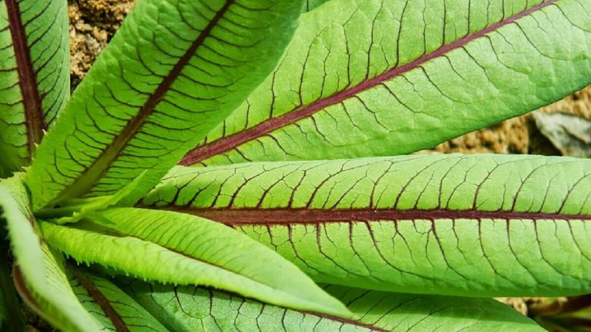 Folhas de Almeirão verdes com meio roxo