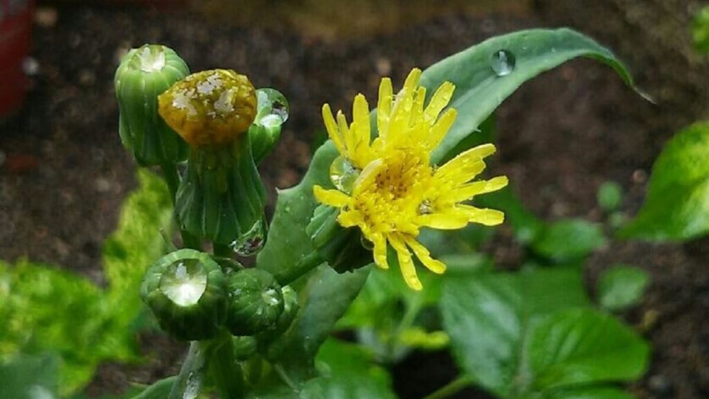 Flores e botão da planta serralha com água da chuva