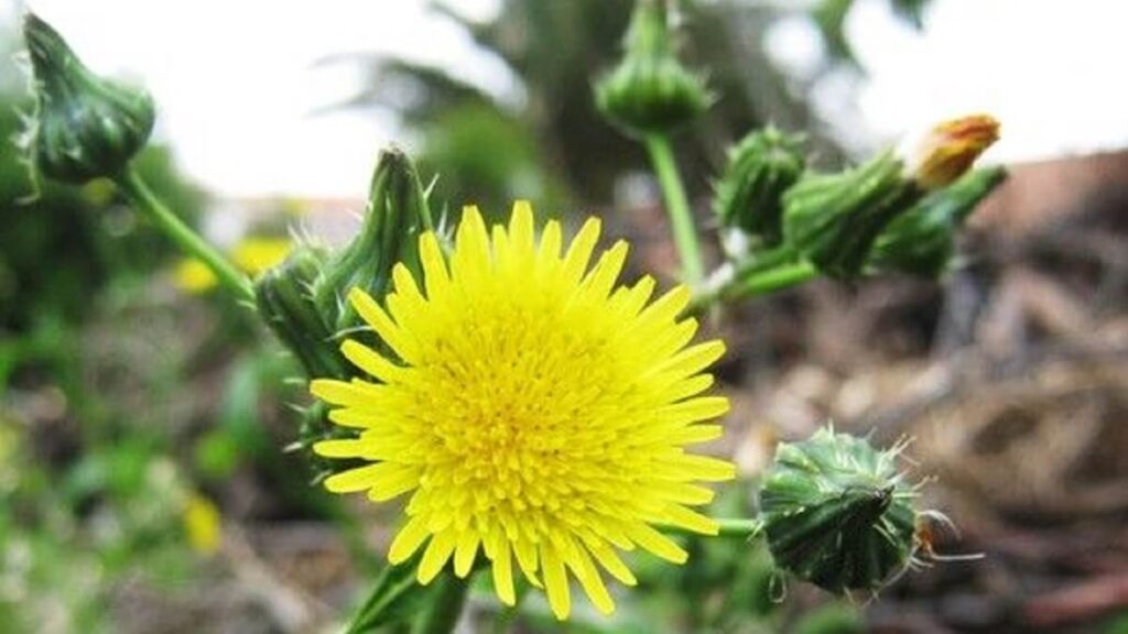 Flor de serralha amarela