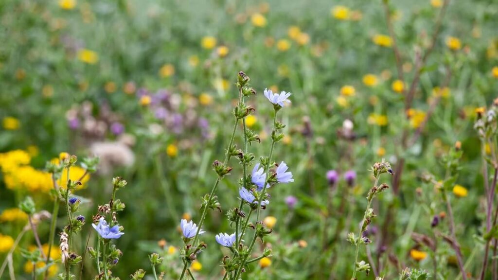 Diversos pés de serralha