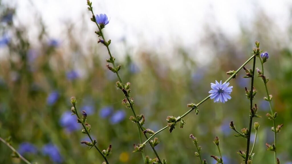 Ramos de serralha com fundo desfocado