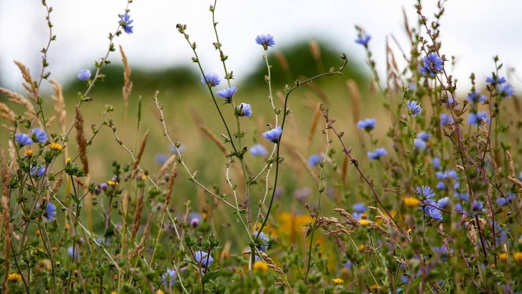 Ramos de serralha em meio a plantação