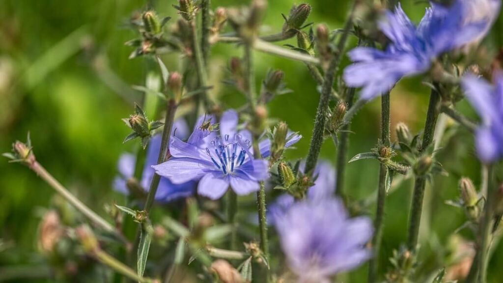 Flores roxas de serralha