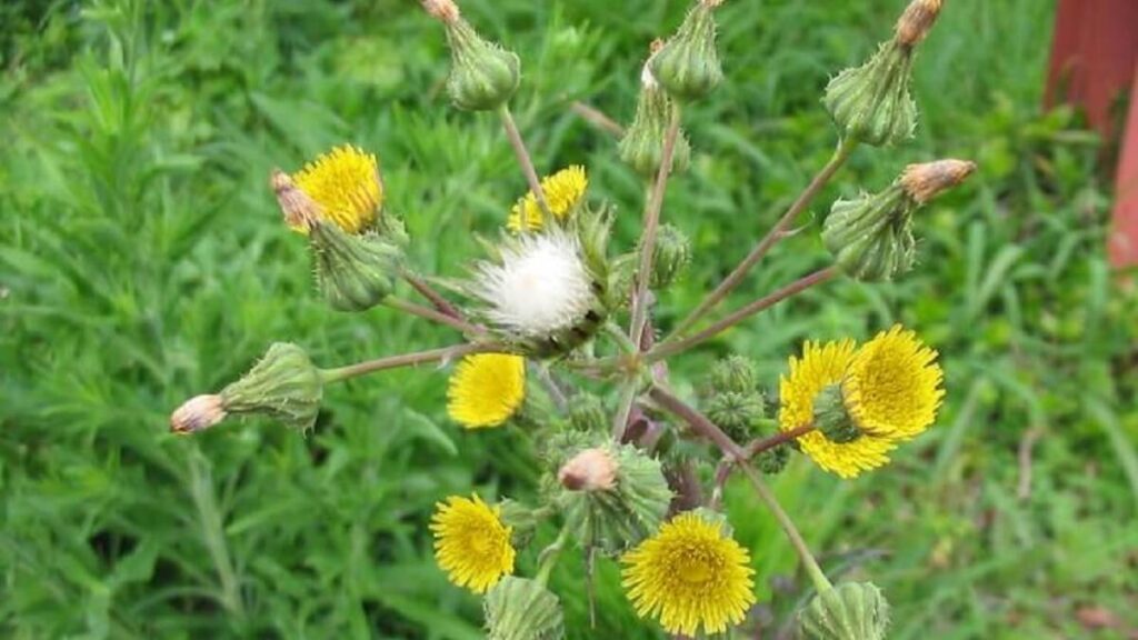 Benefícios da serralha