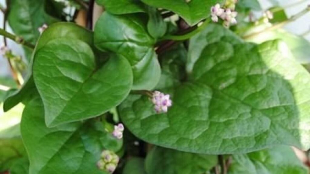 Bertalha com pequenas flores roxas