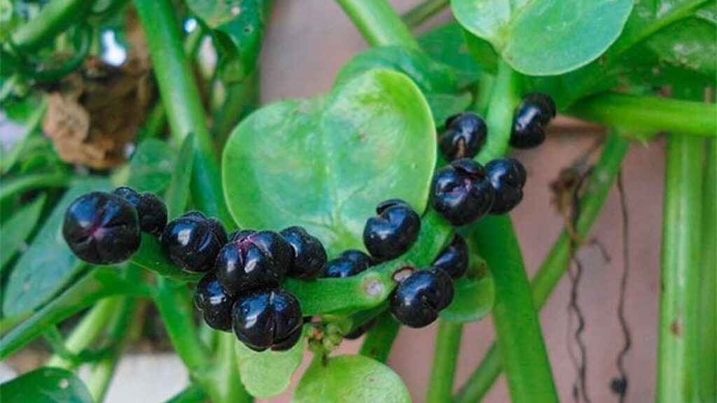 Planta Bertalha com pequenos bagos escuros