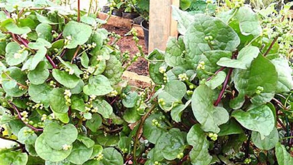 Bertalha benefícios