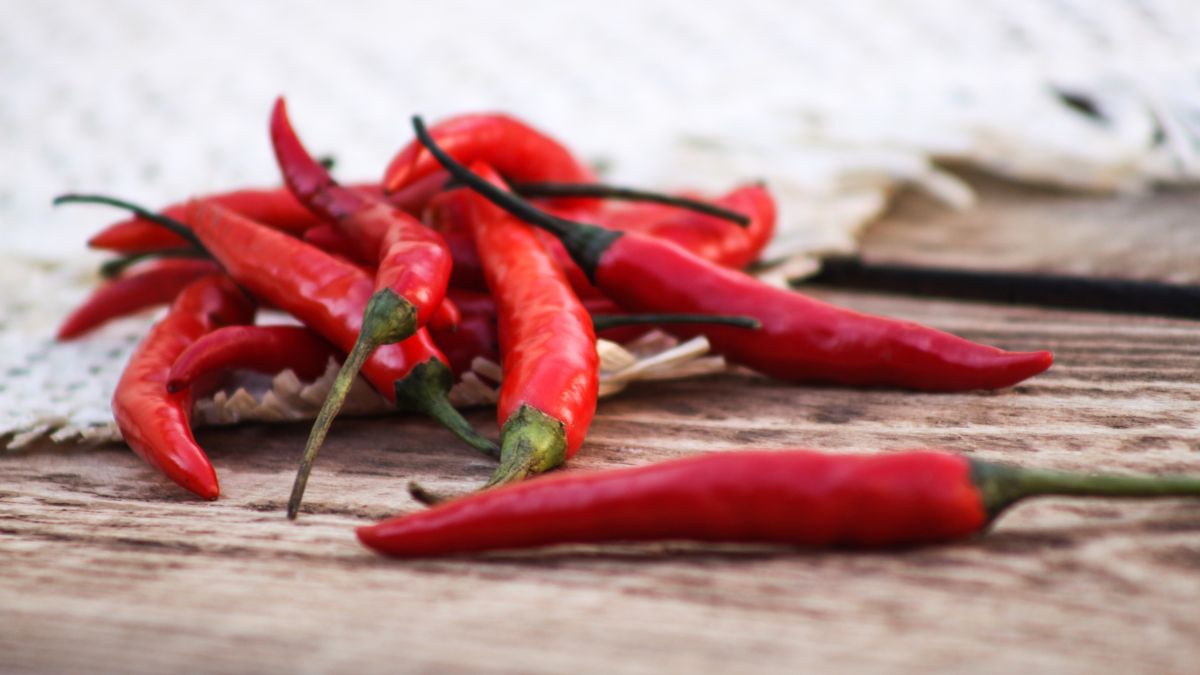 Pimenta dedo de moça, vermelha